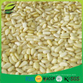 Wholesale pine Nut kernels for export